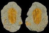 Hamatolenus Trilobite - Perfect Pos/Neg Split! #175022-1